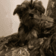 Yorkie