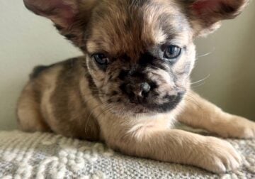 Fluffy French Bulldog