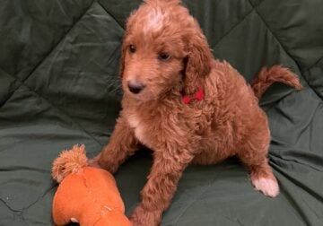 Mini golden doodles