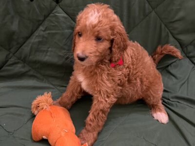 Mini golden doodles