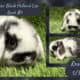 Holland Lop Rabbits