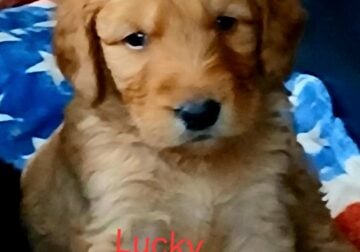 Golden Retriever puppies