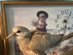 CUTE baby wild ringneck dove! Hand tame