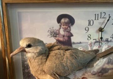CUTE baby wild ringneck dove! Hand tame