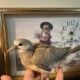 CUTE baby wild ringneck dove! Hand tame