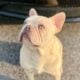 💥 French Bulldog Puppies – 12 Weeks – Vet Checked