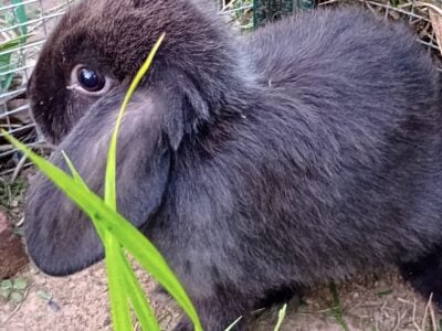 Baby mini lop rabbits for adoption
