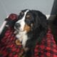 Bernese mountain dog