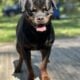 Rottweiler pups akc