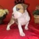 American Staffordshire Terrier Bully UKC/ABR
