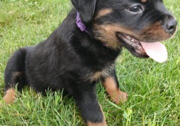 Rottweiler Puppies AKC