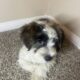 🐾 Meet Charlie – Your New Best Friend! 🐾