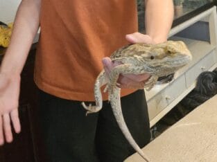 Bearded Dragon