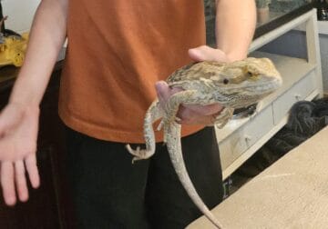 Bearded Dragon