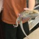 Bearded Dragon