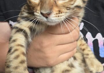 Bengal and highland lynx kitten