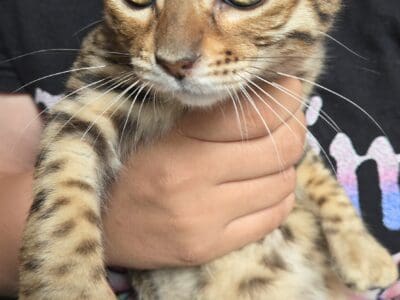 Bengal and highland lynx kitten
