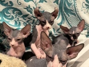 Adorable Sphynx Kittens for Sale in Virginia