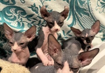 Adorable Sphynx Kittens for Sale in Virginia
