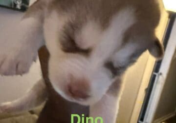 Dino – Siberian Husky
