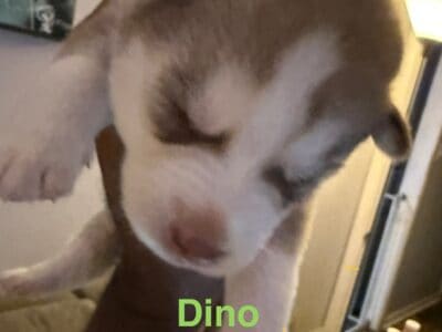 Dino – Siberian Husky