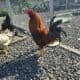 Brownred Rooster