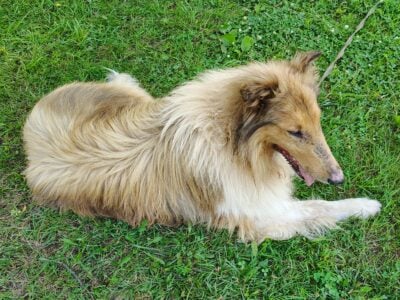 Rough Collie – Kipsie