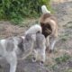 Rehoming Pregnant American Akita Female
