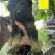 German shepherd puppies