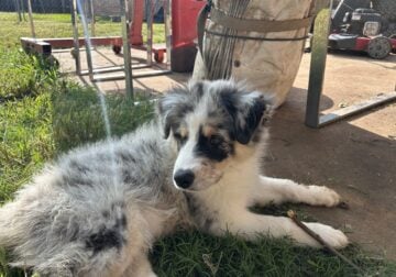 Australian Shepherd for sale – Male Merle