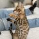 Amazing Simba Bengal Kitten