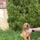 AKC Golden Retriever Puppies