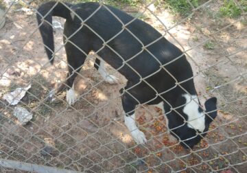 King needs a good home