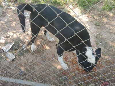 King needs a good home