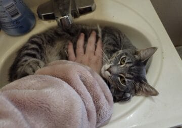 Sweet gray boy