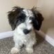 🐾 Meet Charlie – Your New Best Friend! 🐾