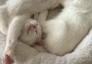Khao manee kittens for adoption