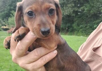 Female mini dachshund