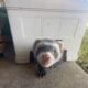 Two ferrets, male and female