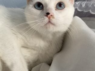 White Cat to Rehome