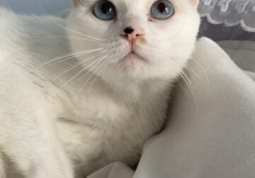White Cat to Rehome