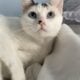 White Cat to Rehome