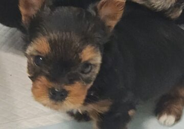 CKC Yorkie