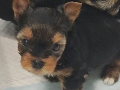 CKC Yorkie