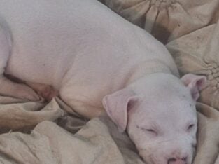 Pitbull Puppy free (one left, male)