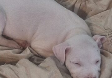 Pitbull Puppy free (one left, male)