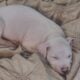 Pitbull Puppies for Sale