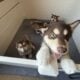 Female Alaskan Malamutes (8 weeks old)