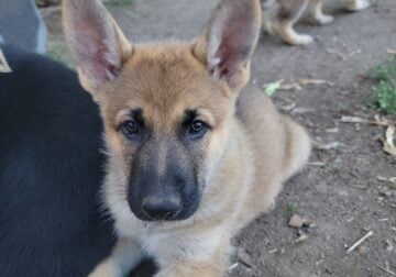 Purebred German Shephered puppies