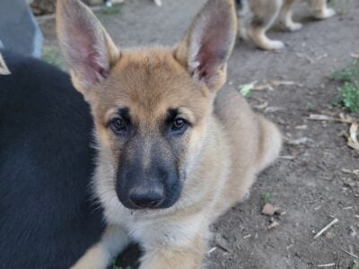 Purebred German Shephered puppies